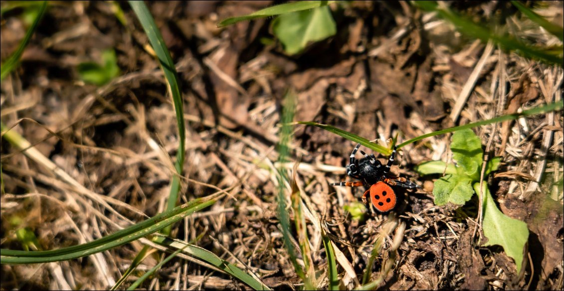 Penser à regarder par terre ! Érèse coccinelle, qui porte si bien son nom.