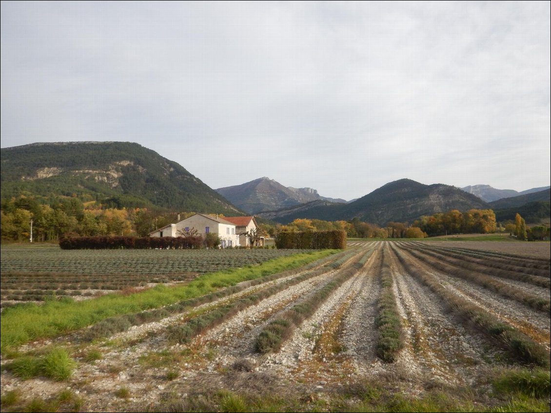 Champs de lavande près de la Drôme