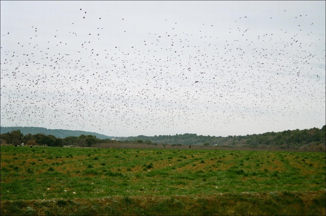 Une volé d'oiseau impressionnant !