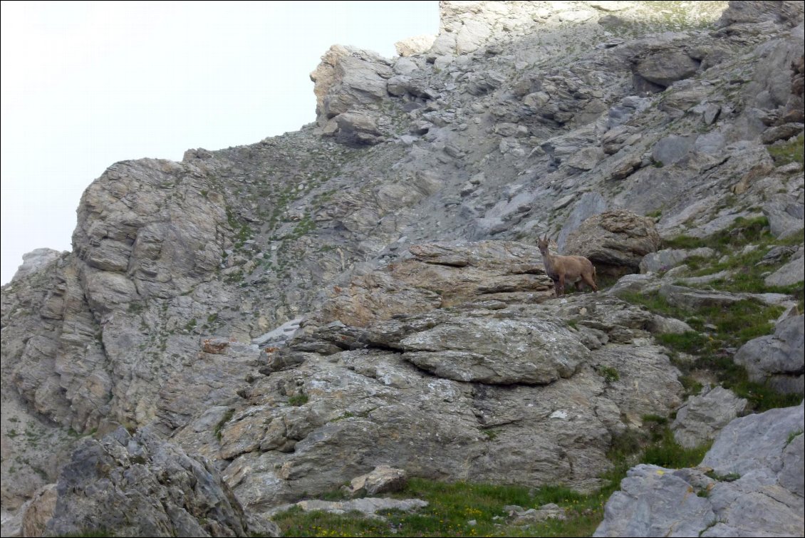 Un bouquetin en montant au Chapeau