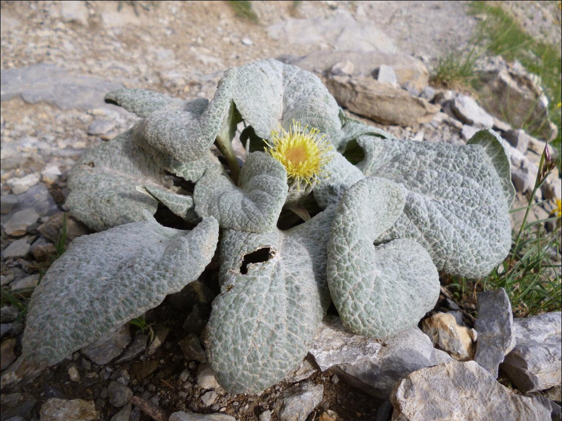 La bérardie laineuse, une plante du désert