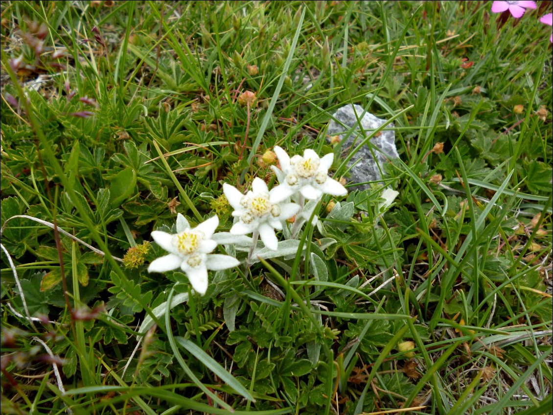 Edelweiss