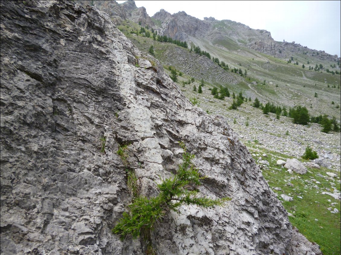 Les mélèzes, ça pousse partout même sur les rochers