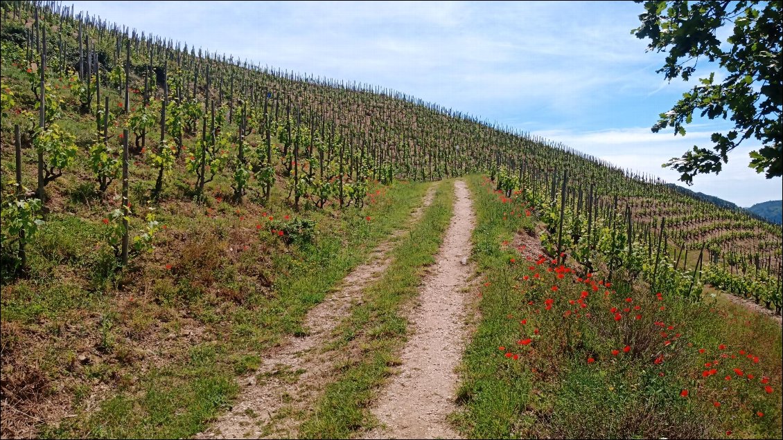 Vignes suspendues de Crozes Hermitage