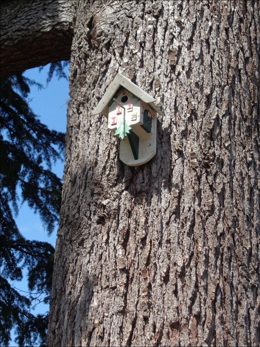 Abri quatre étoiles pour mésange.