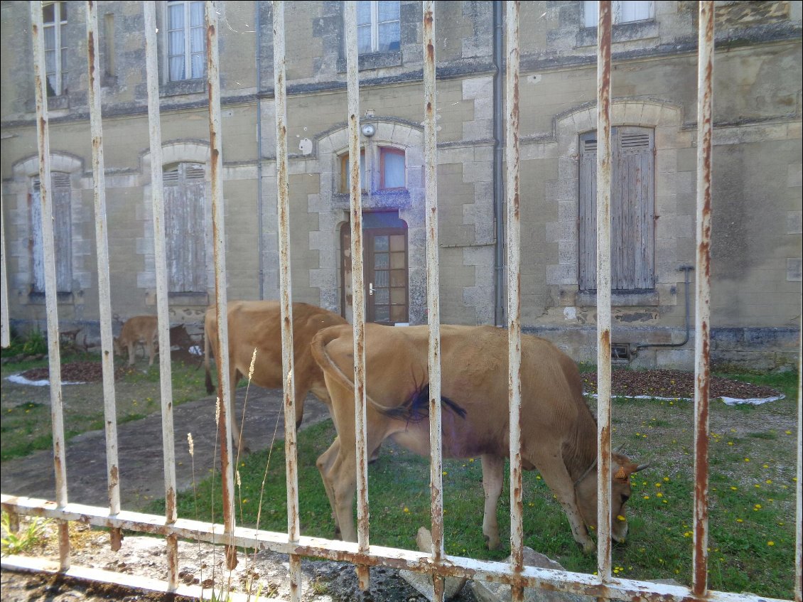 Tondeuse de monastère !