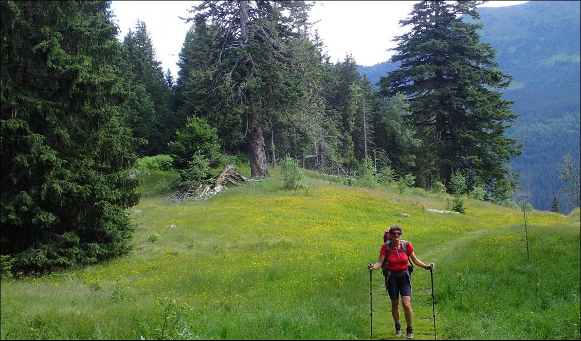 Un peu après le chalet du Bout, les majestueux sapins Henri IV en arrière plan.