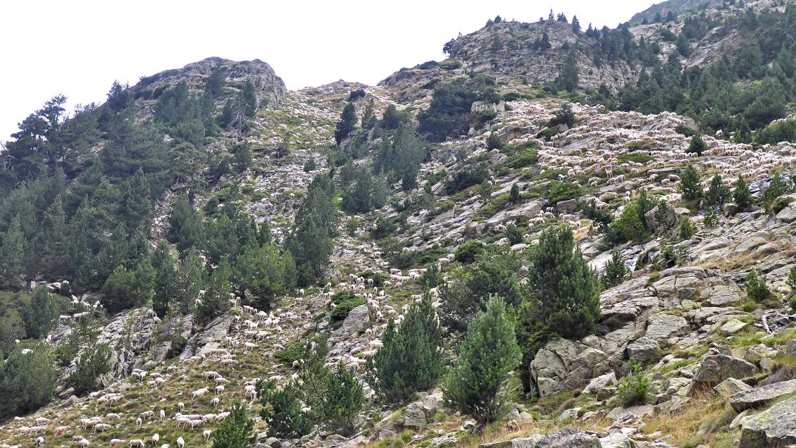 En descendant dans le Val de Conangles depuis le Port de Rius, une marée blanche monte à l'assaut du versant, un impressionnant troupeau de 3000 brebis (gardé par 2 bergers)...