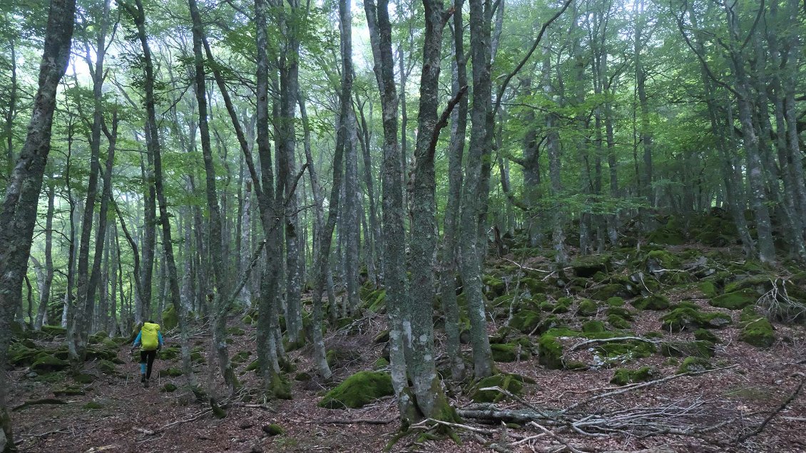 J39. Un épais brouillard recouvre la hétraie du vallon de Pombie où nous avons bivouaqué.