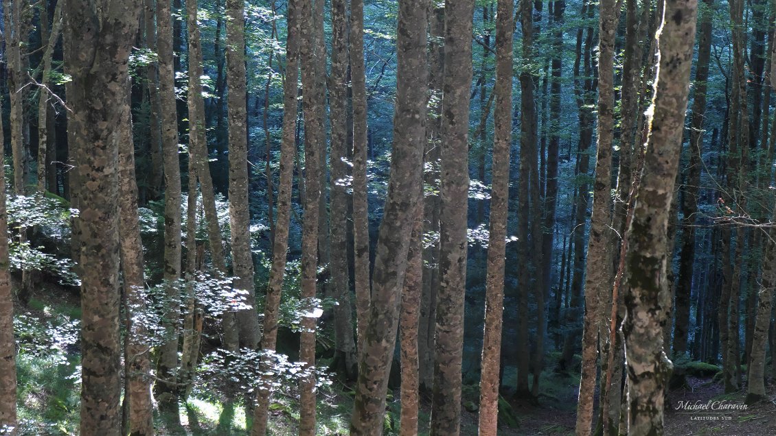 J41. Hétraie dans le secteur des sources du Gave d'Aspe.