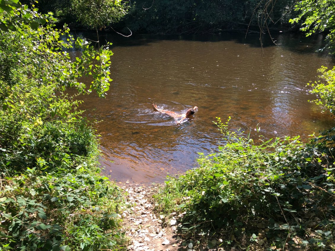 Petit bain rafraîchissant et vivifiant dans la Sioule (1er bain pour Marie, et elle est la 1e dans l’eau! C’est un exploit qui mérite d’être cité! Mais elle est restée tellement peu dans l’eau que je ne suis pas sure qu’elle ait été mouillée...