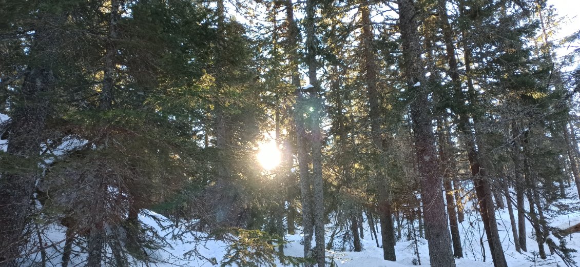 J5. Lorsque le soleil joue à cache cache avec les arbres.