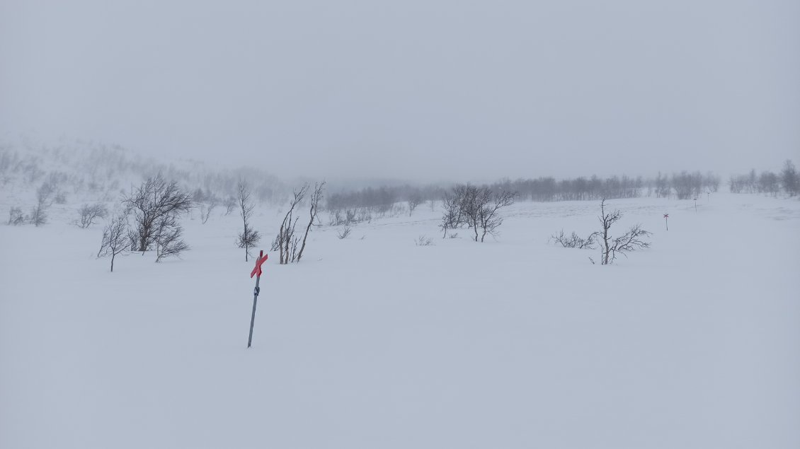 J13. En arrivant au centre / hôtel de Kebnekaise les conditions sont nettement plus favorables. Je ressors mon appareil, avant ce n'était plus possible à mon niveau. Le retour de la végétation me fait penser à mon premier jour, au départ d'Abisko.