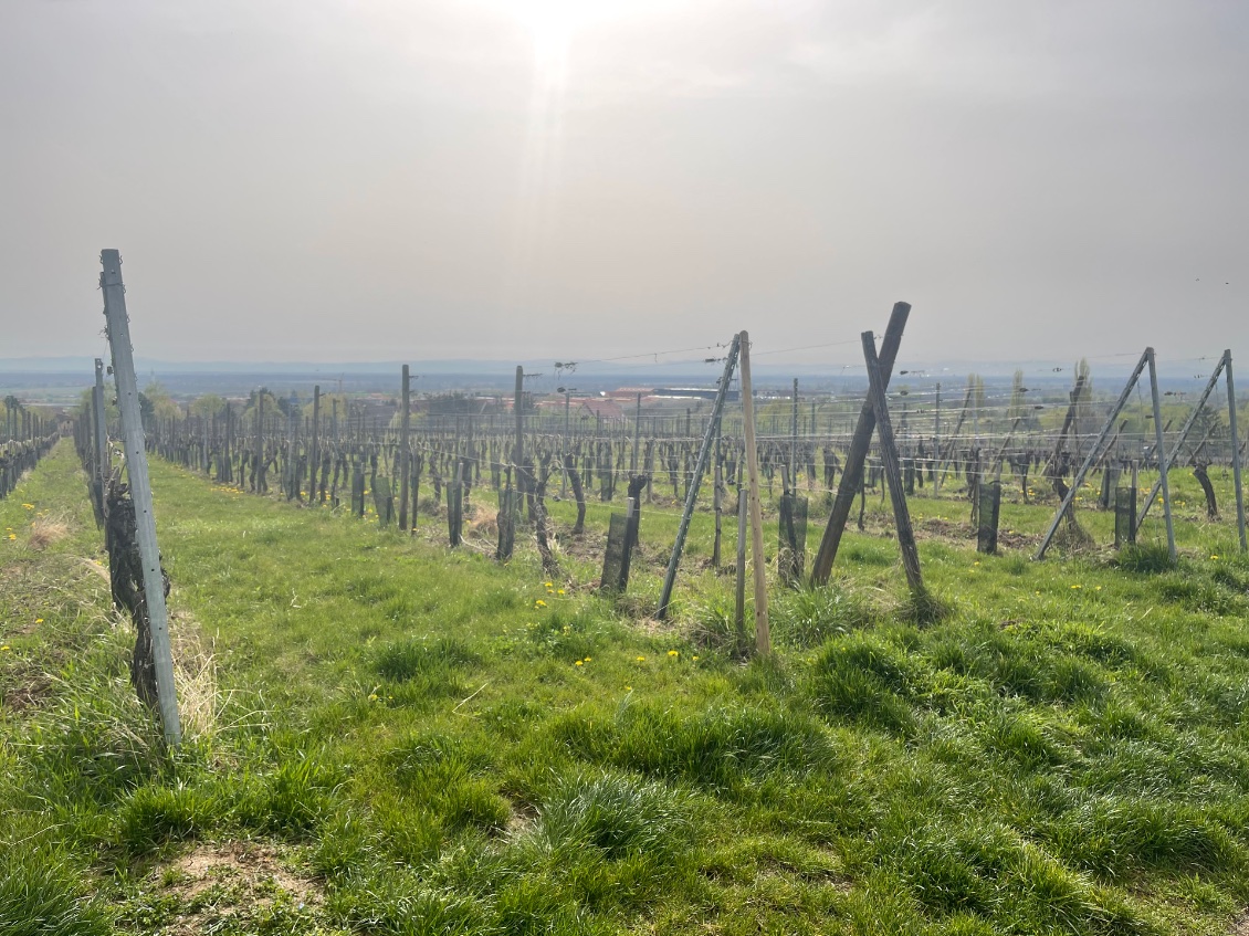 Le vignoble alsacien !