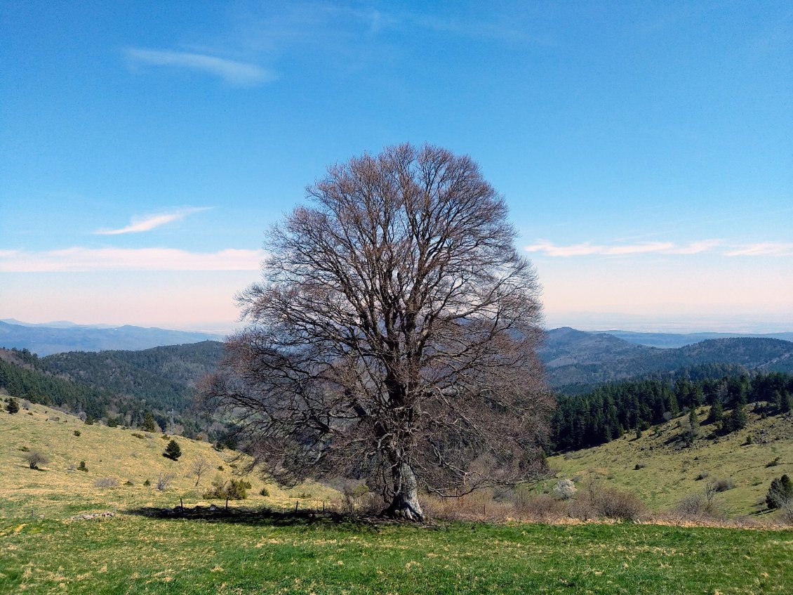 Dernière arbre avant de descendre