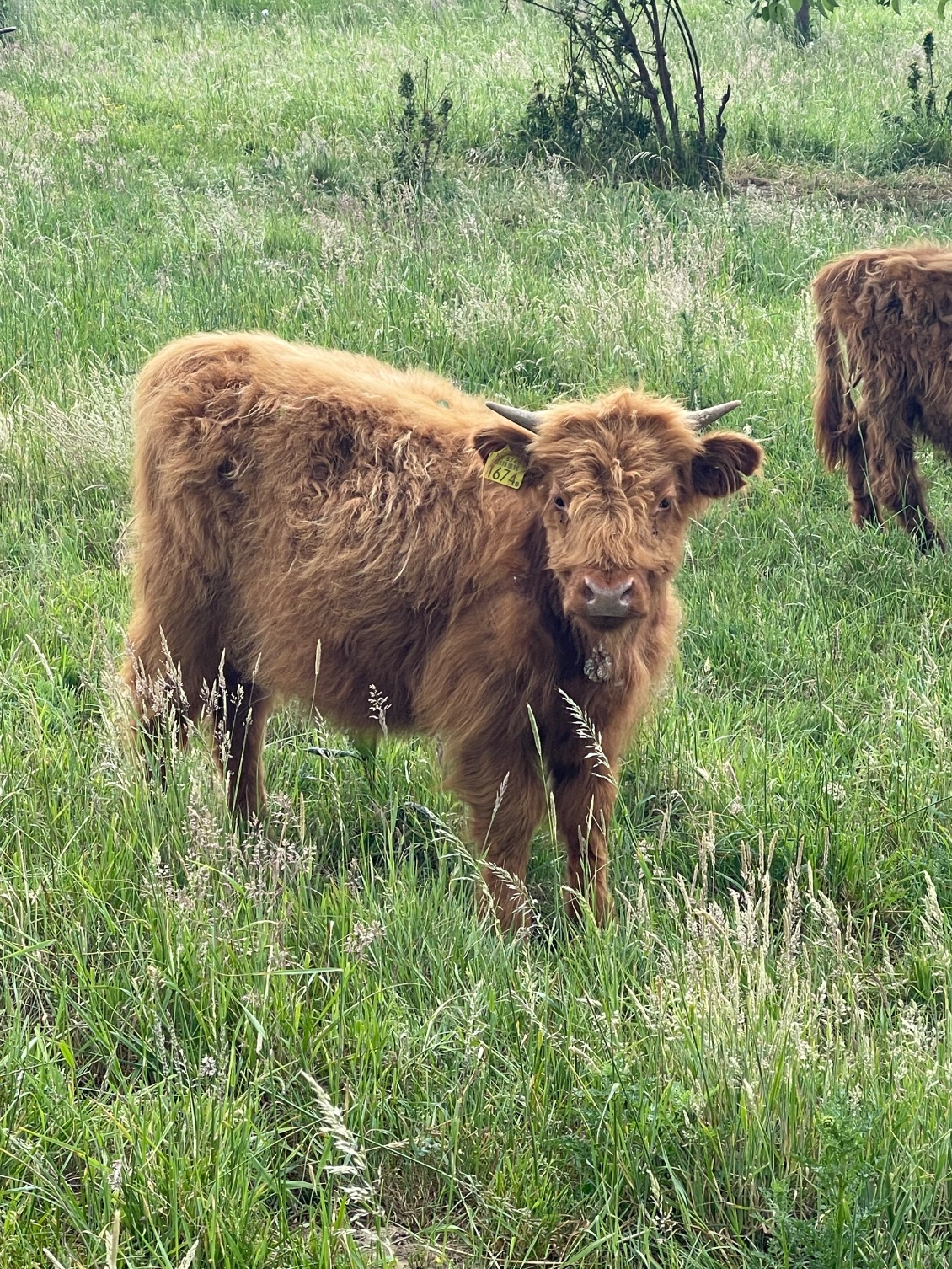 Elles sont marrantes ces vaches ! La highland, vache aux poils longs