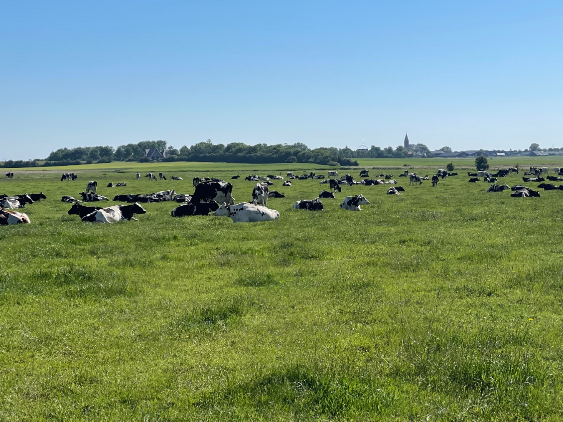 Cela faisait longtemps que je n’avais pas vu de vaches.