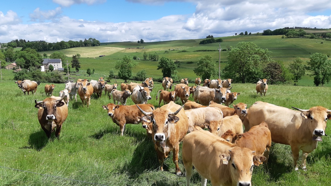 j'ai trop la coté auprès des vaches