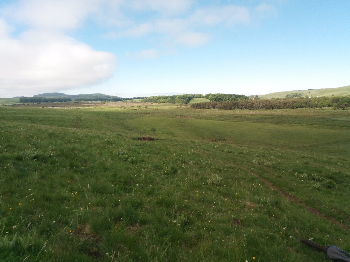 De grandes prairies marécageuses occupées par les vaches et les chevaux.