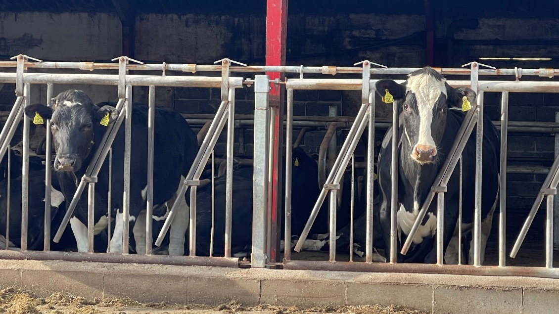 Camping à la ferme à Daler