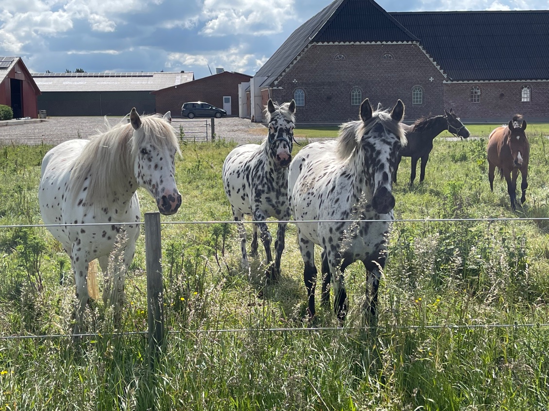 De beaux chevaux