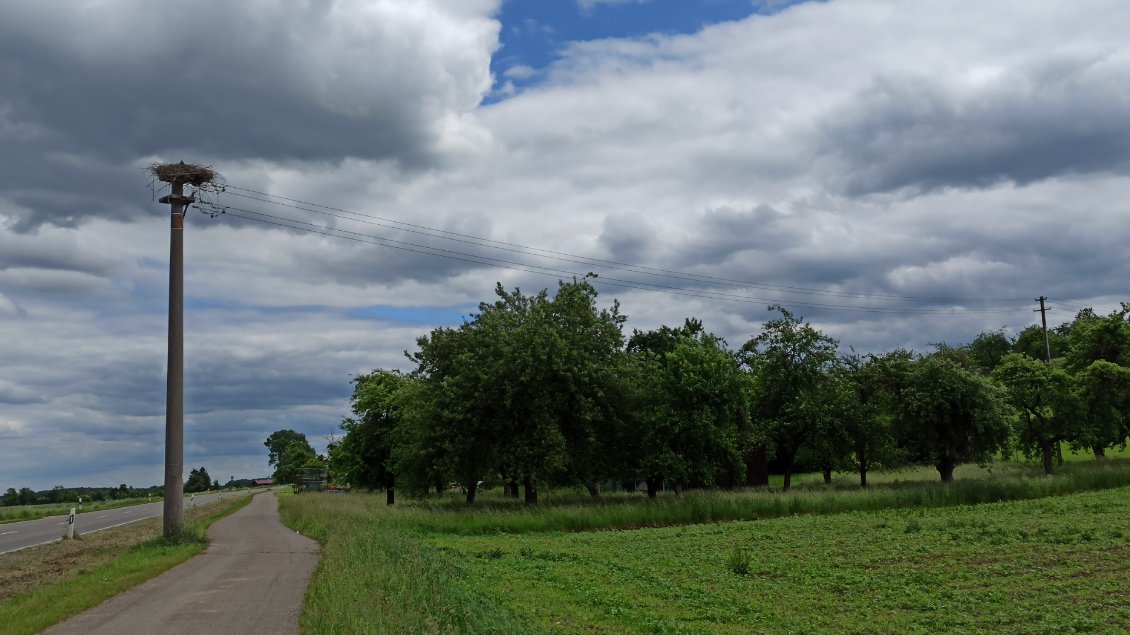 J6. Les cigognes sont vraiment partout. Ici un nid sur un poteau électrique en bordure de route. En l'occurrence celui-ci semble squatté par un corbeau.