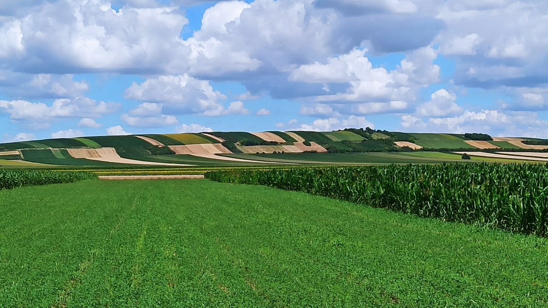 J37. Des cultures avec des reliefs, ça change de ces derniers temps du tout plat le long du Danube.