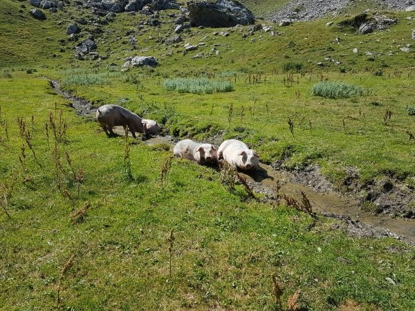 Baignoire à cochons