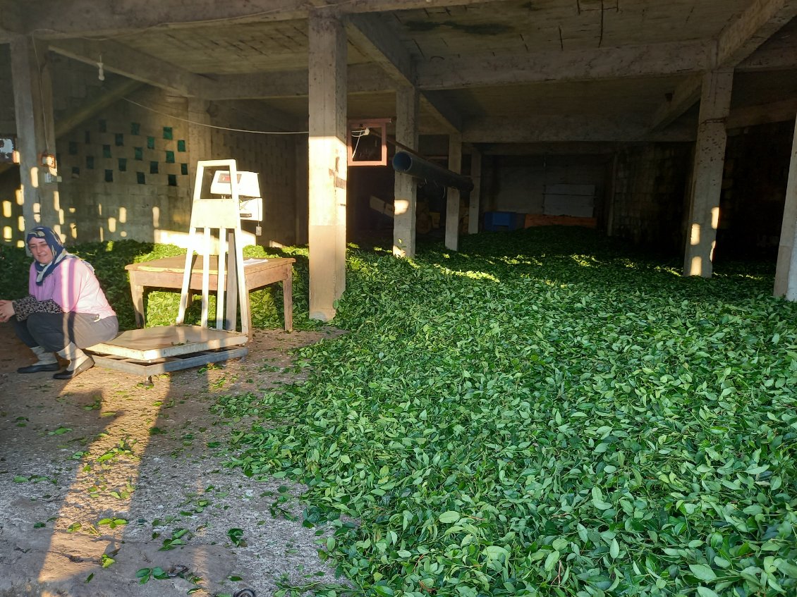 İcı les feuilles sont réunies avant de partir en usine de préparation