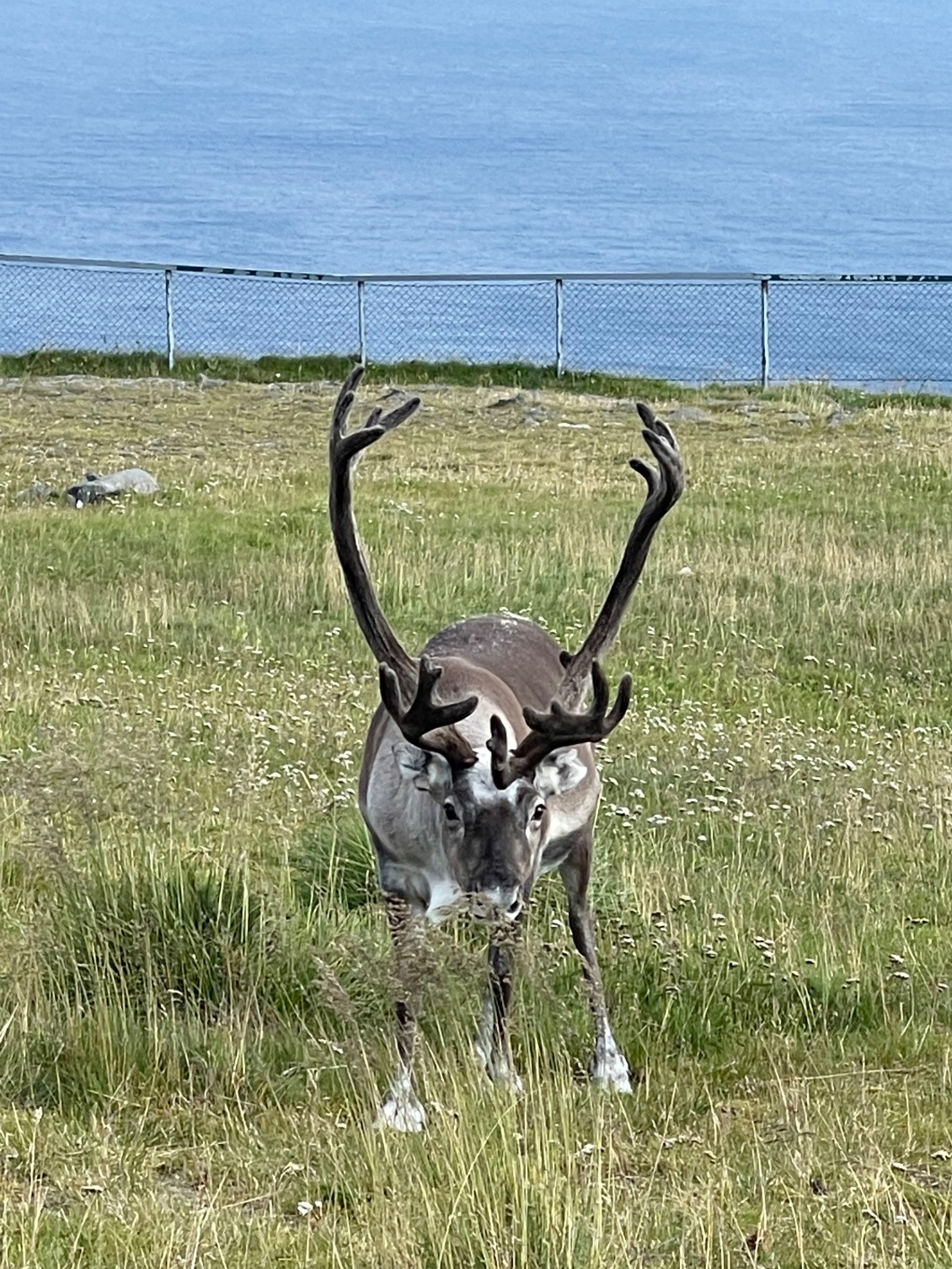 Renne du cap Nord.