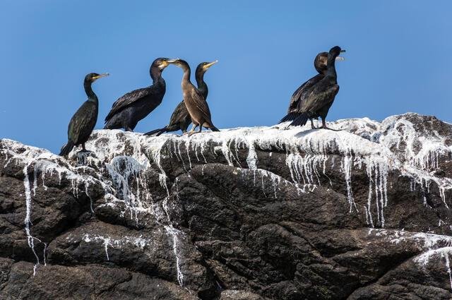 Colonie de cormorans sur leur rocher.