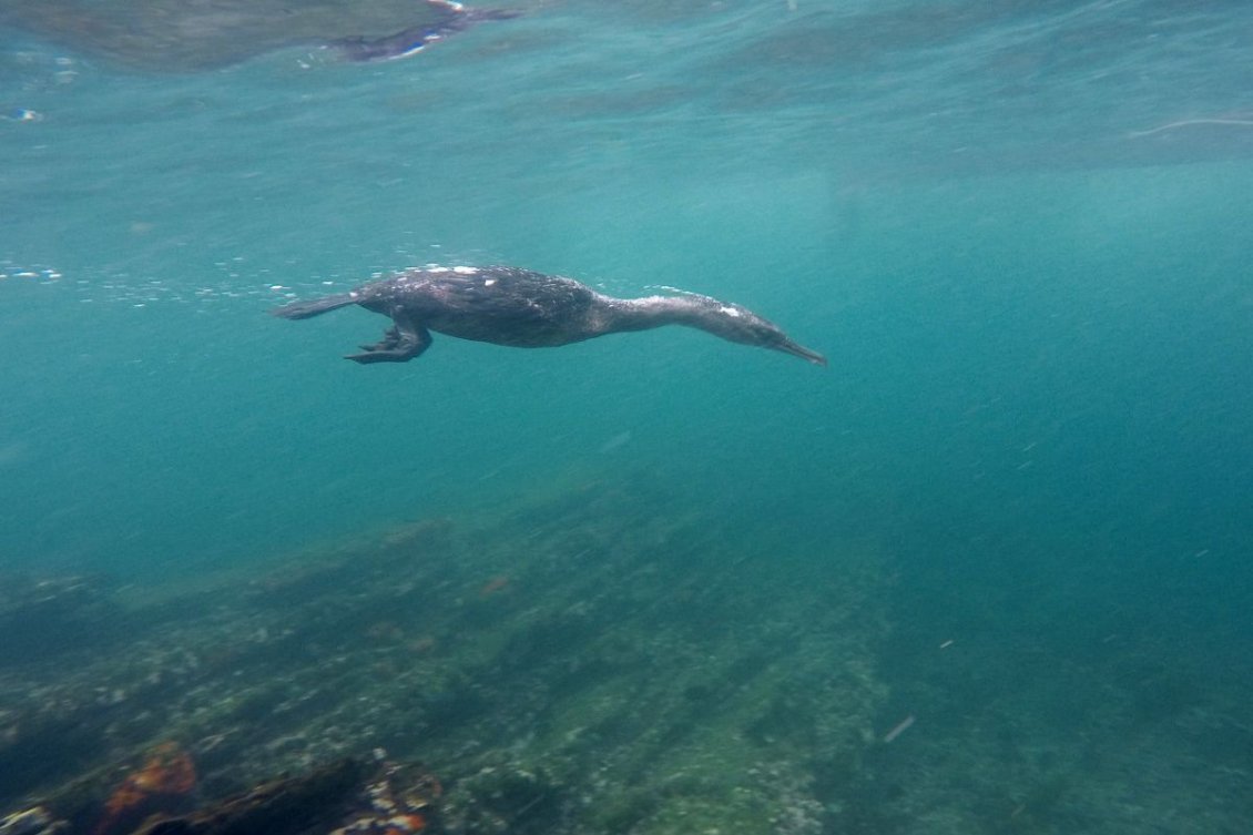 Sous l’eau, c’est un mirmillon aquatique. (source : jacquespoulard-photos.fr)