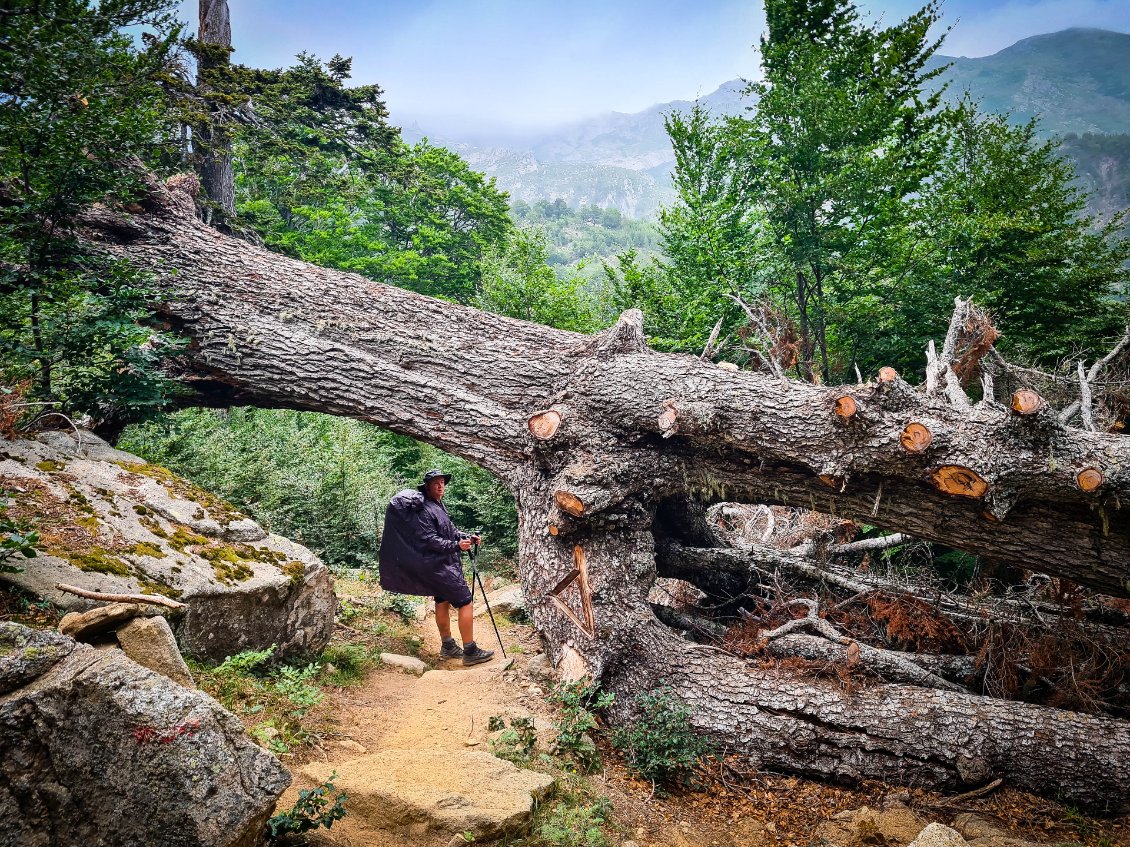 Quand on vous dis qu'il y a de gros sapins....