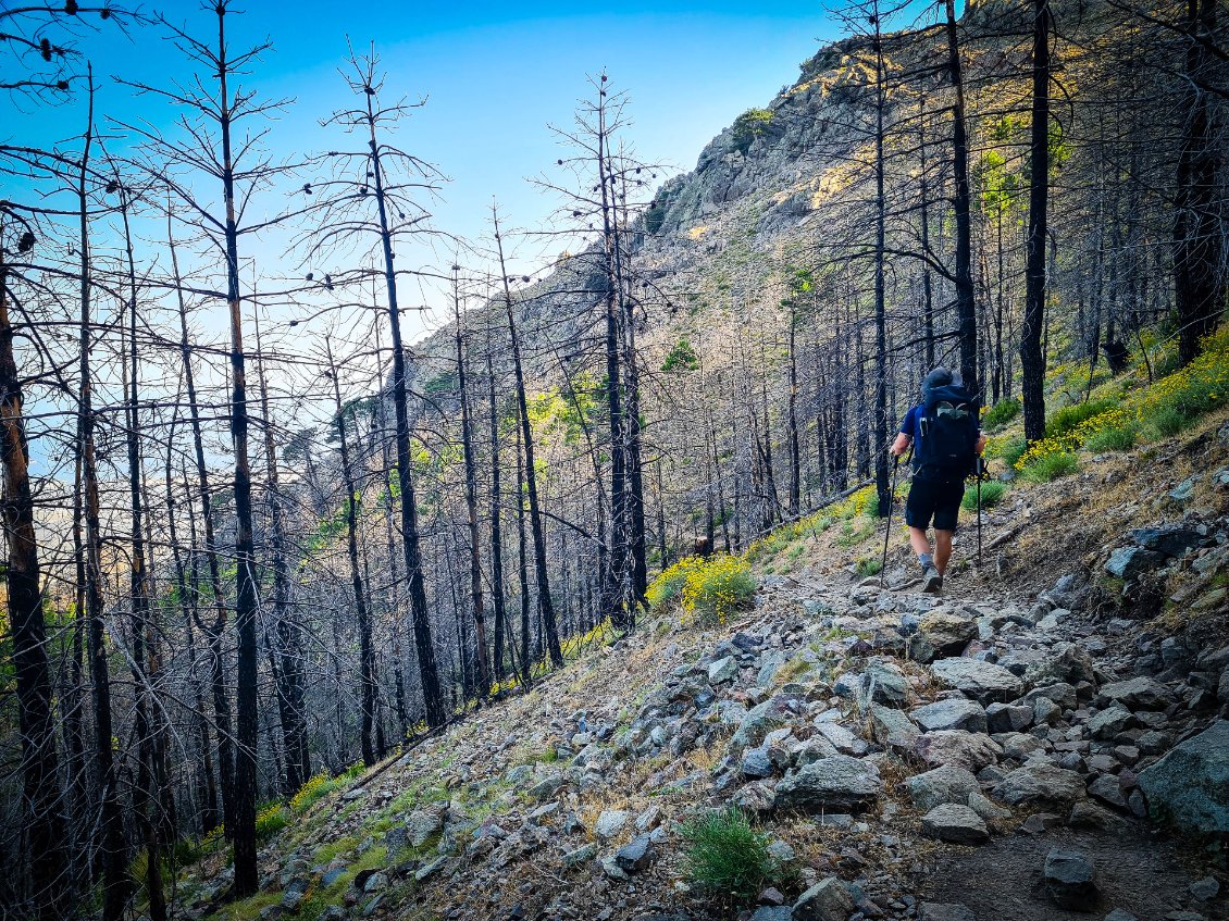 La foret va-t-elle renaitre de ses cendres ?