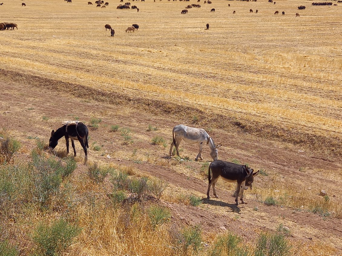 Beaucoup de troupeaux de moutons en lıberté avec leurs bergers âno-portés