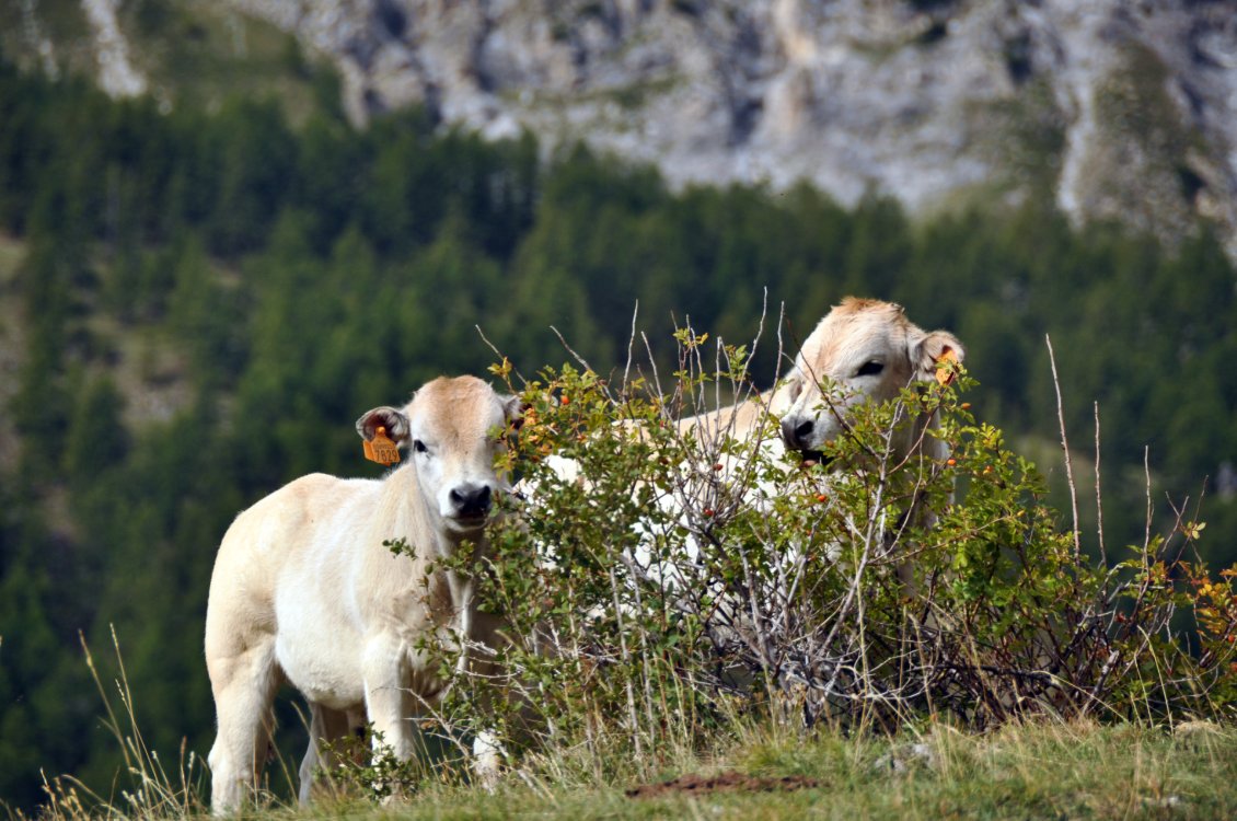 La descente