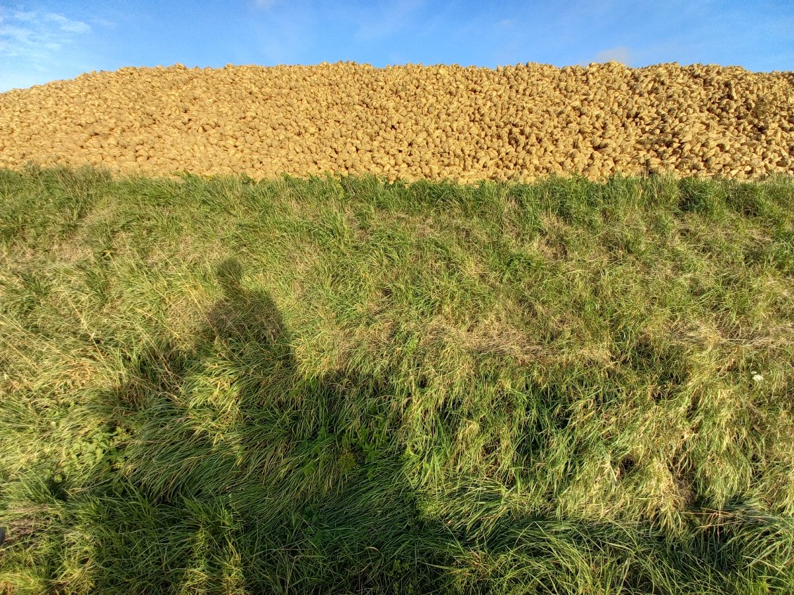 Des montagnes de betteraves