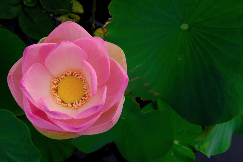 Fleur de lotus.