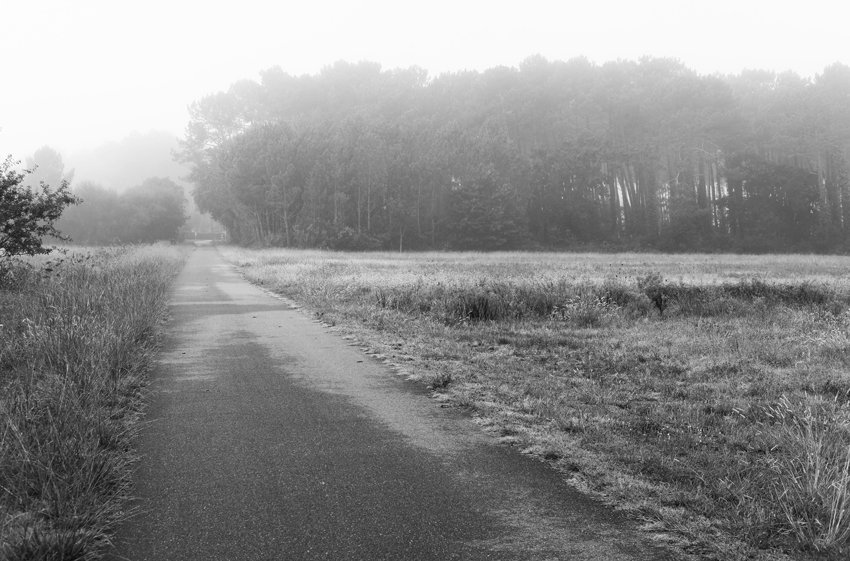 Départ avec la brume, en longeant d’immenses forêts de pins.