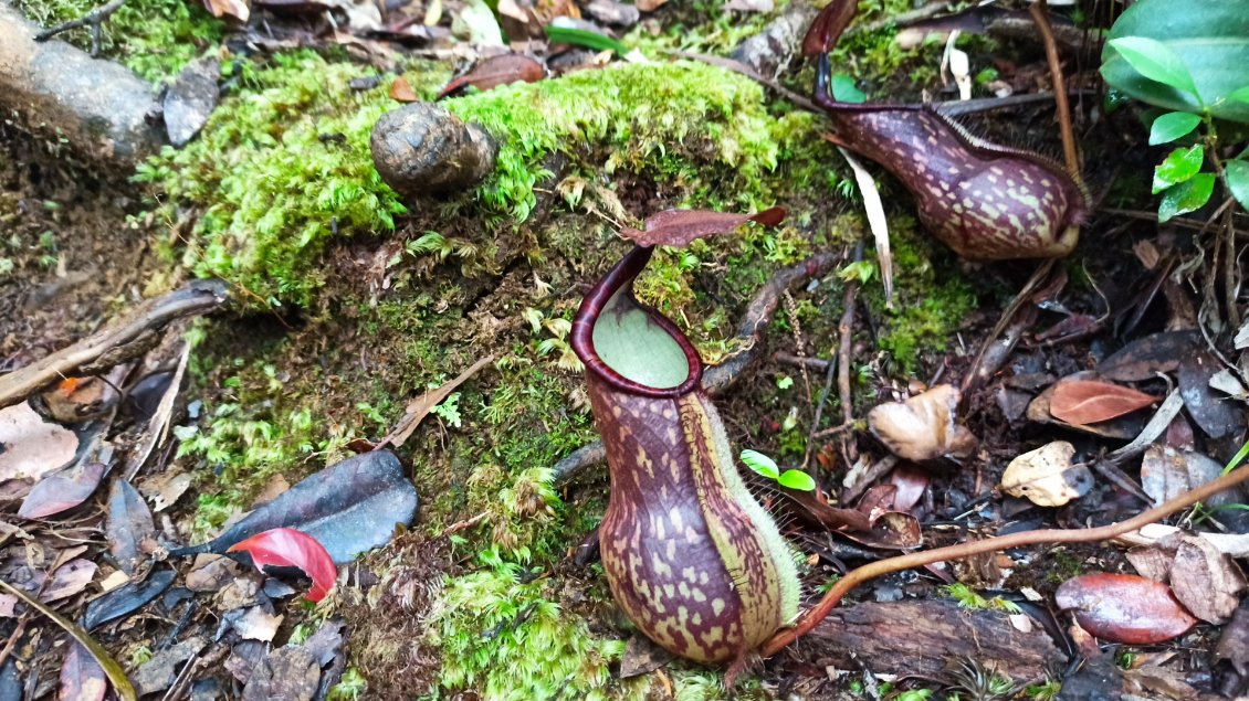 Cette plante mange les insectes. Il s'agit en anglais d'une "pitcher plant", en français sarracénie si j'en crois le traducteur google.