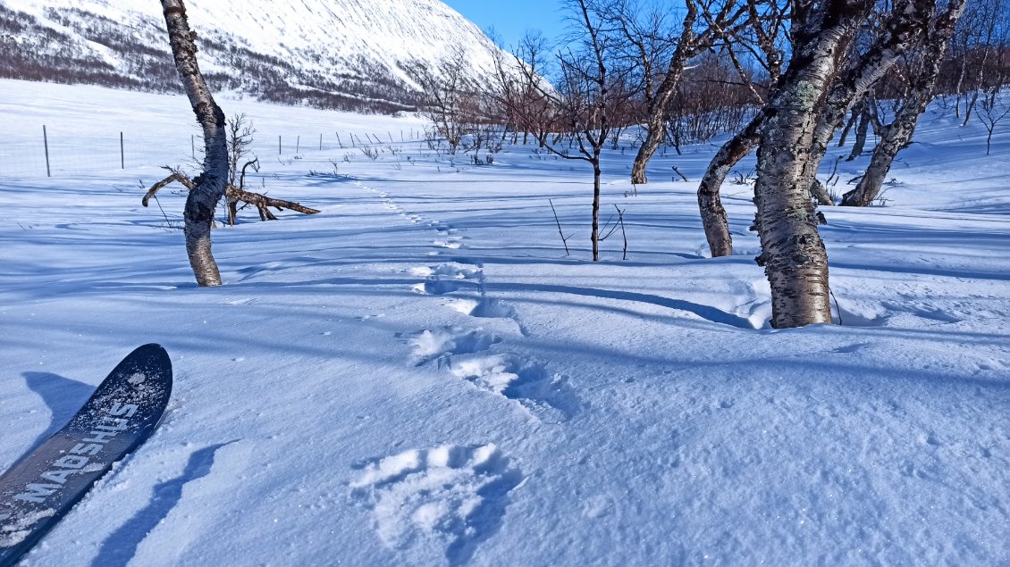 Jour 8. Je suis repassé sur la rive pour éviter la glace, et je retrouve les traces du glouton (wolverine). A chaque fois, sa trajectoire est un parfait compromis entre reliefs, portance de la neige, glace, zone fragilisée, ...