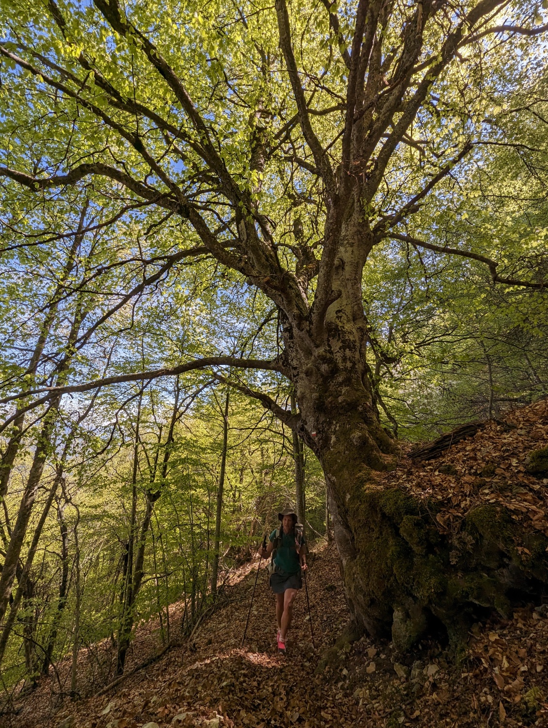 Randonnée/trek - Trois Becs, Rando Printanière Dans La Drôme : J1