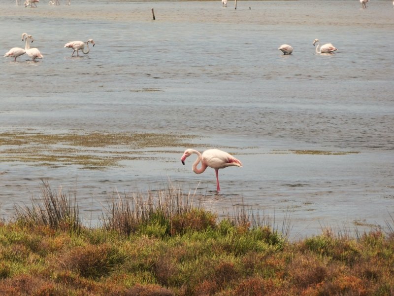 Flamand Rose