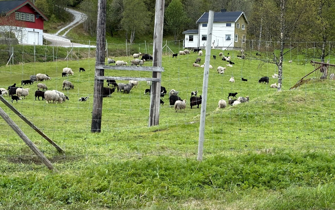 Ici c’est moutons et vaches