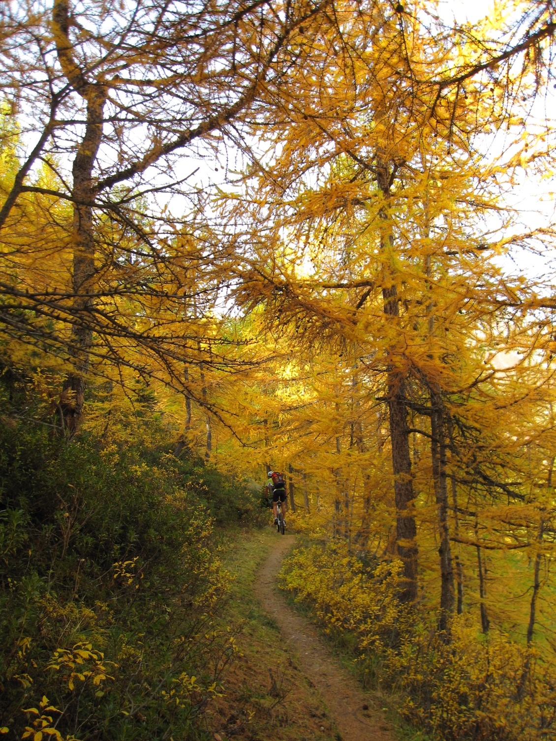 Et toujours la palette féérique des mélèzes à l'automne !