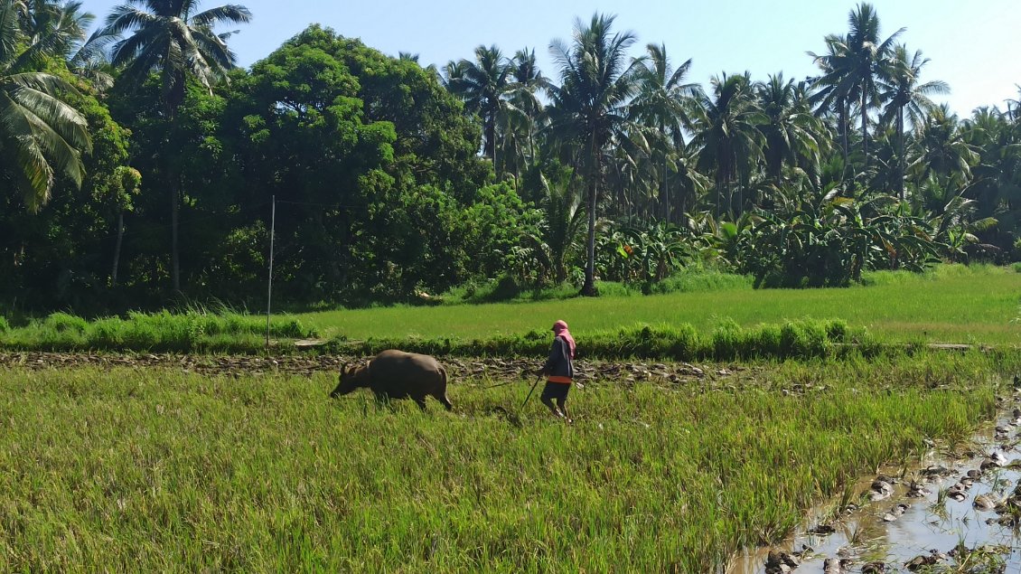 Préparation du terrain avant de planter le riz avec un carabao. C'est un buffle d'eau, souvent assimilé à l'animal national des Philippines.