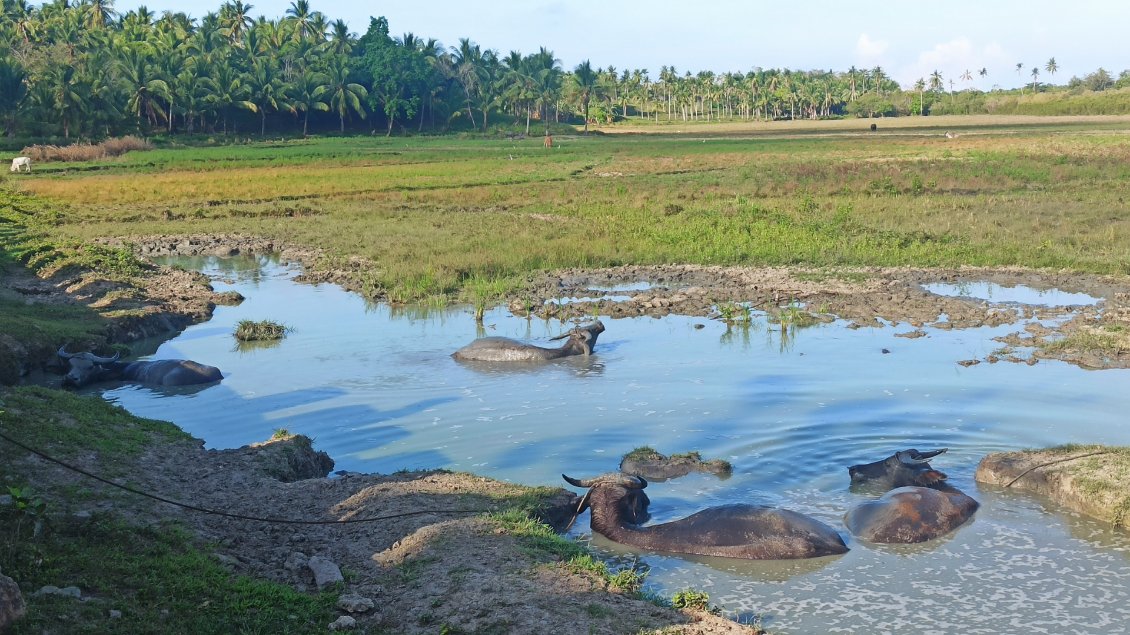 Ces "carabaos" sont heureux car ils ont un plan d'eau, ce qui n'est pas toujours le cas de leurs congénères.