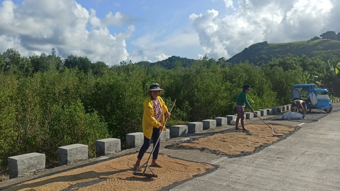 Avant de passer dans la machine (photos précédentes), le riz récolté est séché au soleil sur des bâches, souvent disposées sur la route.