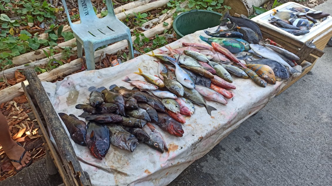 Aujourd'hui sur l'île de Romblon, c'est repos! L'occasion de cuisiner un peu, avec 3 de ces poissons pêchés le matin même pour 1.50€.