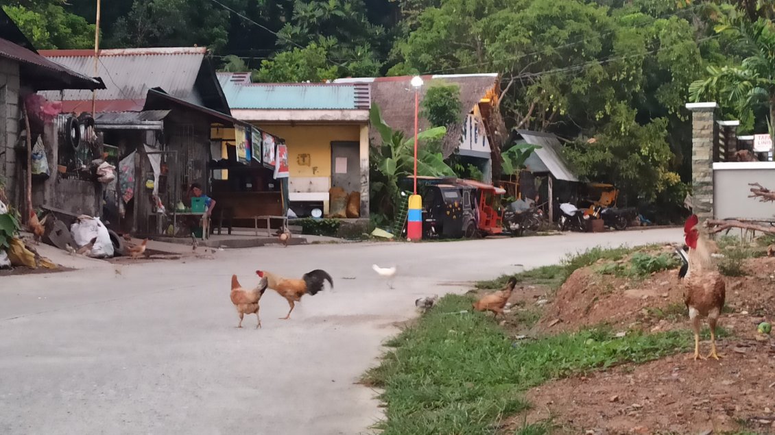 Aux Philippines beaucoup d'animaux sont libres. Ils sont souvent sur ou à proximité de la route : coqs et poules, chèvres, chiens (non agressifs), etc.